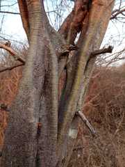 Haematoxylum brasiletto