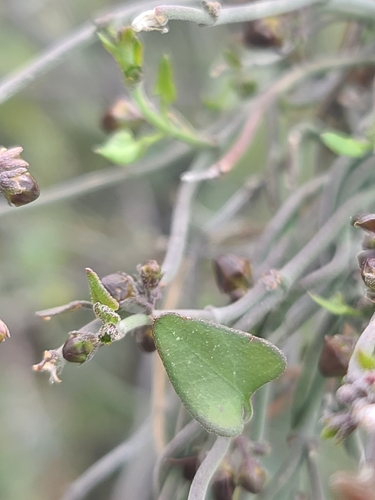Image of Matelea parvifolia by no rights reserved