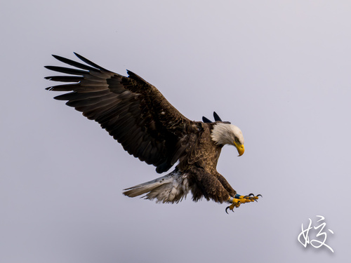 Bald Eagle photographed in Arizona