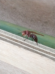 Polistes tenebricosus