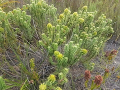 Campylostachys cernua