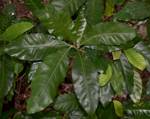 Planchonella myrsinodendron observed 2023-12-07