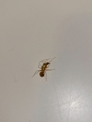 Camponotus festinatus