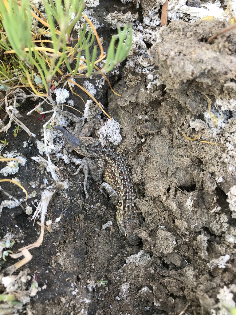 California Side-blotched Lizard