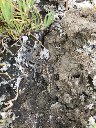 California Side-blotched Lizard
