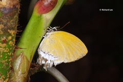 Eooxylides tharis distanti