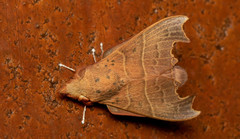 Hallicarnia albipectus