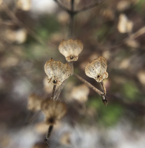 Image of Trichostema hobe by (c) jonsense, some rights reserved (CC BY)