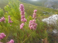 Erica vogelpoelii
