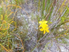 Bulbine favosa