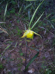 Calochortus pulchellus