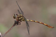 Aphylla angustifolia