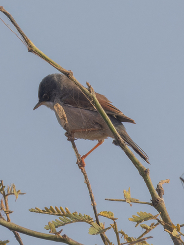 Curruca tomillera (Curruca conspicillata)