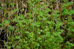 Trifolium microdon