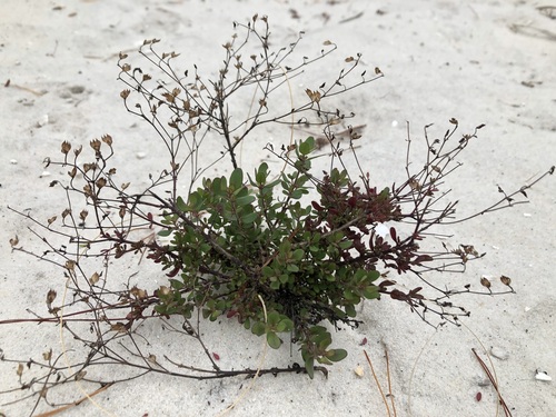 Image of Trichostema hobe by (c) jonsense, some rights reserved (CC BY)