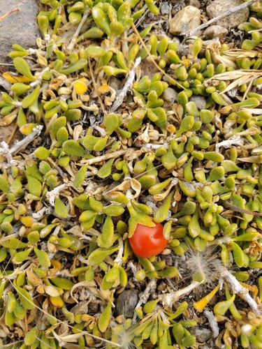 Lycium repens