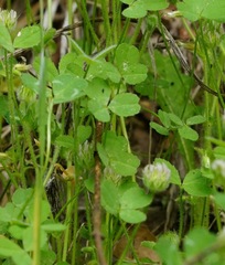 Trifolium microdon