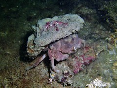 Dromidiopsis