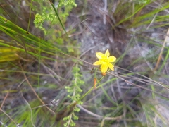 Bulbine favosa