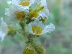 Phacelia brachyloba