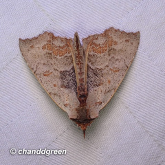 Hyperlopha compactilis