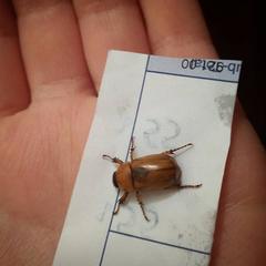 Cyclocephala putrida