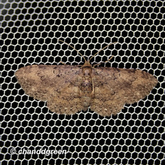 Pseudocollix hyperythra