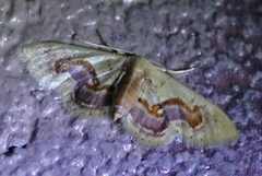 Idaea gemmaria
