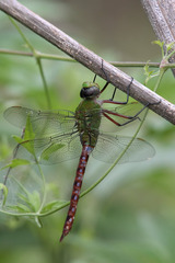 Anax longipes