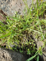 Nemophila pedunculata