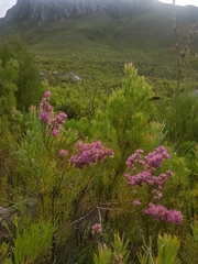 Erica vogelpoelii