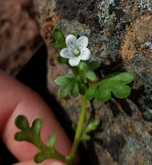 Nemophila pedunculata