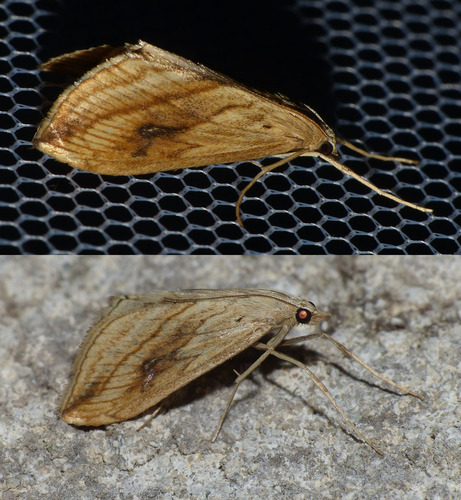 Evergestis forficalis
