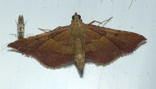 Endotricha flammealis