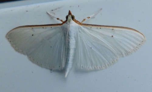 Palpita vitrealis
