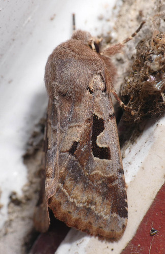 Orthosia gothica