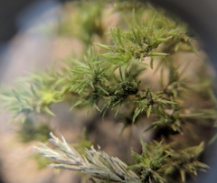 Galium andrewsii