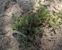 Galium andrewsii