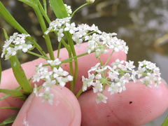 Limnosciadium pinnatum