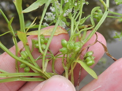 Limnosciadium pinnatum