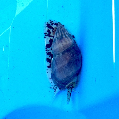 Nassarius hirtus observed 2024-02-19