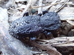 Zopheridae