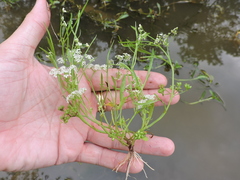 Limnosciadium pinnatum