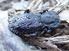 Zopheridae