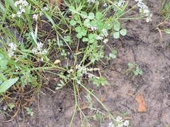 Limnosciadium pinnatum