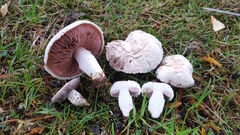 Agaricus porphyrocephalus pallidus