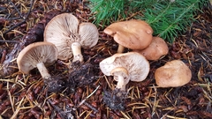 Rhodocybe piperita