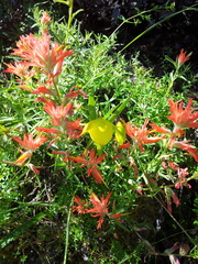 Calochortus pulchellus