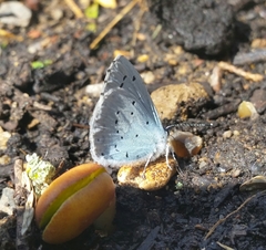 Celastrina argiolus
