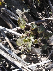 Urtica dioica